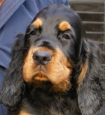 Kastor